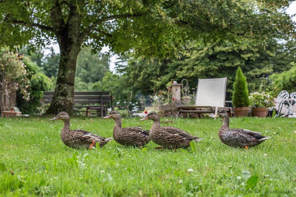לינה וארוחת בוקר Bruailles La Ferme De Marie Eugenie מראה חיצוני תמונה